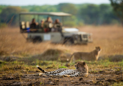 Game Drive